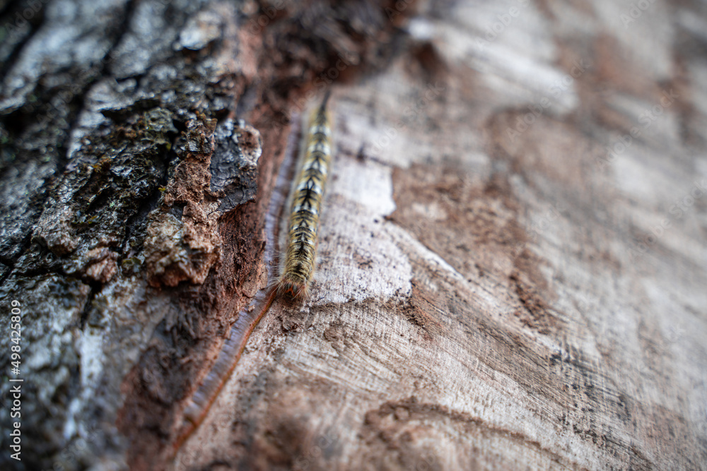 A close-up from below of a black and yellow hairy caterpillar crawling along the wood of an araucaria. A close-up from below of a black and yellow hairy caterpillar crawling along the wood of an araucaria.