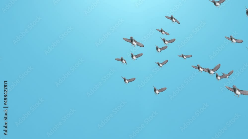 Birds silhouette flying in blue sky. Birds on spring clouds background. Birds flying in air. The freedom of birds, freedom concept. Flockings of eurasian sea gulls with blue wings gliding. Birds silhouette flying in blue sky. Birds on spring clouds background. Birds flying in air. The freedom of birds, freedom concept. Flockings of eurasian sea gulls with blue wings gliding.