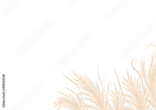 Dry pampas grass. Floral border frame design. Beige cortaderia in boho style. Vector dried flowers isolated on white background. Trendy template for invitations, postcards, social media. photo