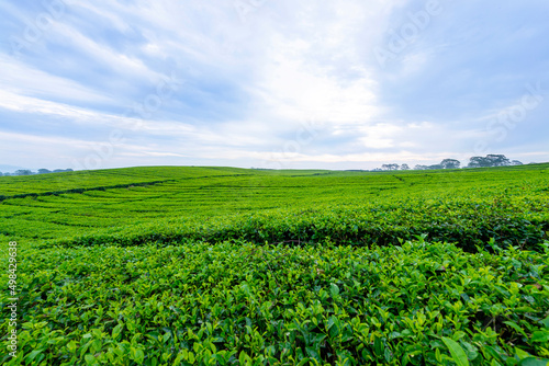 View of tea plantations