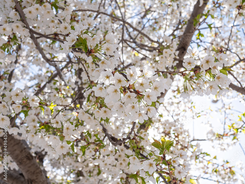 Cherry blossoms in the park in spring Cherry blossoms in the park in spring