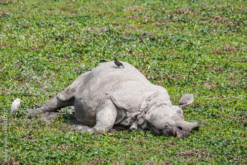 Greater one-horned Rhino in a pond of hyacinth in Kaziranga National Park  India