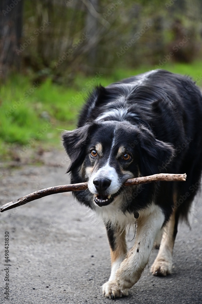 Border Collie trägt Stöckchen im Maul