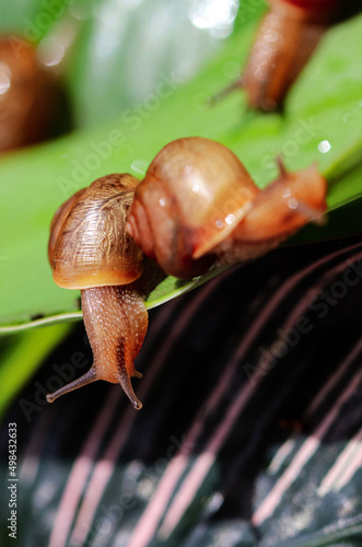 Artistic soft focus macro closeup of tiny cute garden snails with blurry background.