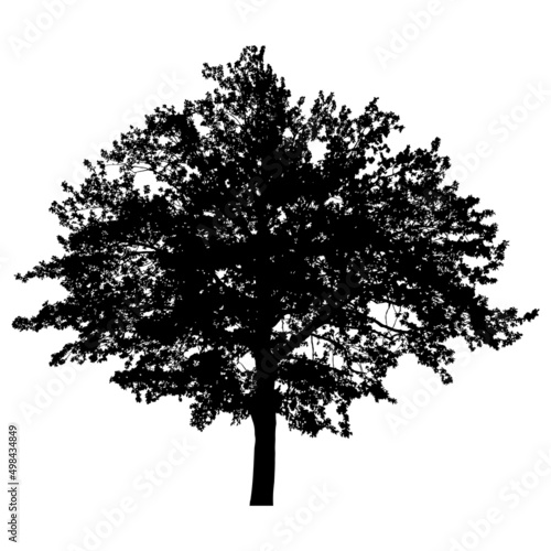 Silhouette of tree
