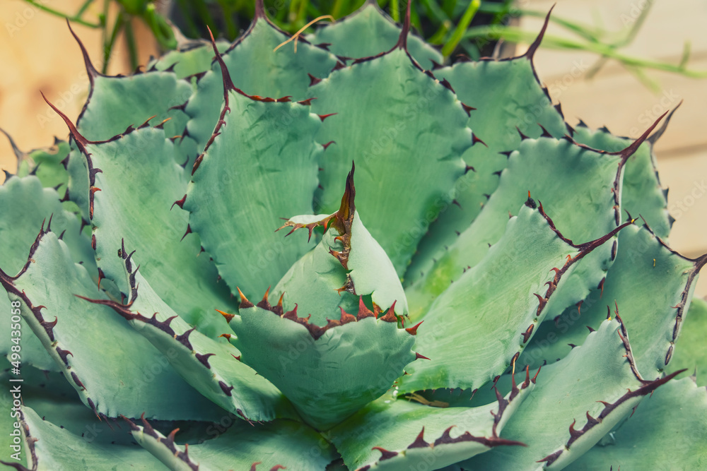 Sharp pointed agave plant leaves Sharp pointed agave plant leaves