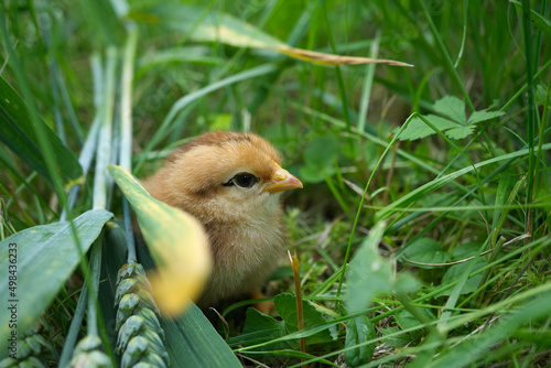 Cute young chick viewed at ground level in greenery