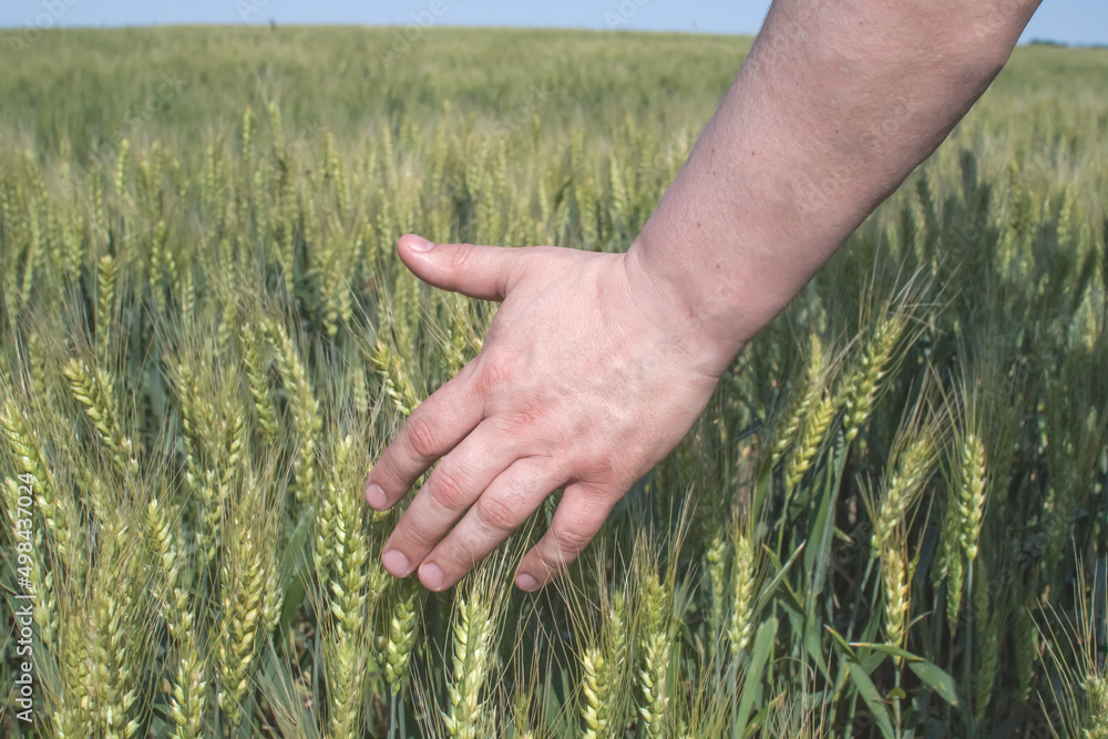 Hand with spikelets. Love for agriculture. Rye, wheat field for flour production. Hand with spikelets. Love for agriculture. Rye, wheat field for flour production.