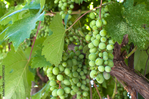 Wallpaper Mural Bunches of grapes on the plantation of the winery. Ripening period. Torontodigital.ca