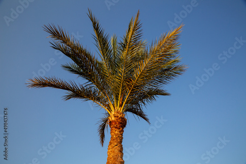 Palm Tree with Green Leaves against the Sky in Sharm el-Sheikh  Egypt