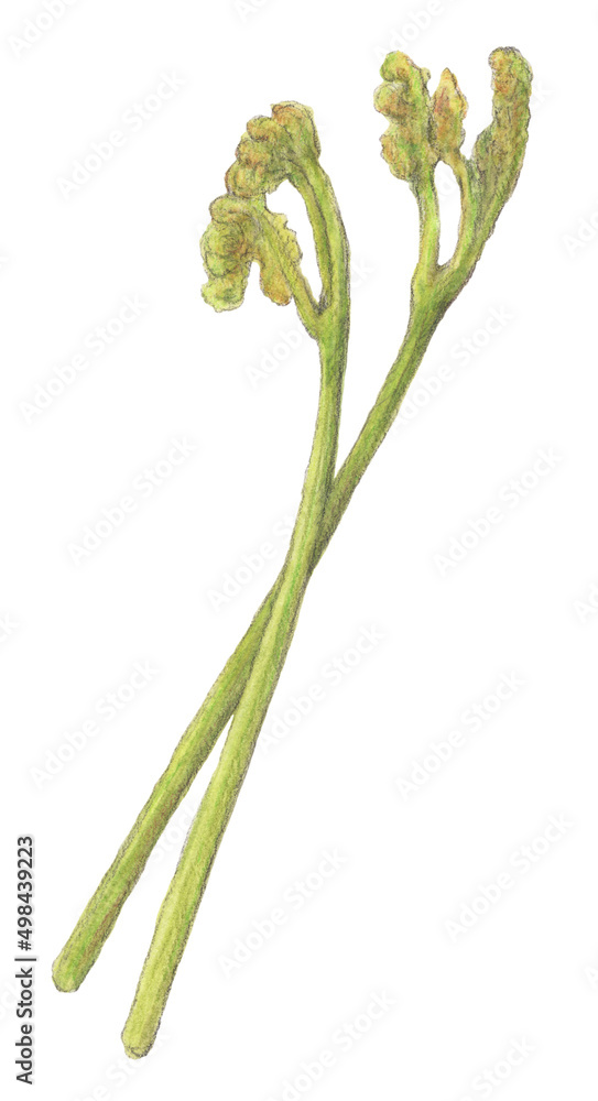 わらび 水彩色鉛筆山菜イラスト Stock Illustration Adobe Stock わらび 水彩色鉛筆山菜イラスト Stock Illustration Adobe Stock