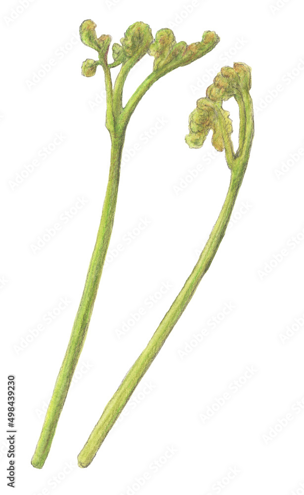 わらび 水彩色鉛筆山菜イラスト Stock Illustration Adobe Stock わらび 水彩色鉛筆山菜イラスト Stock Illustration Adobe Stock