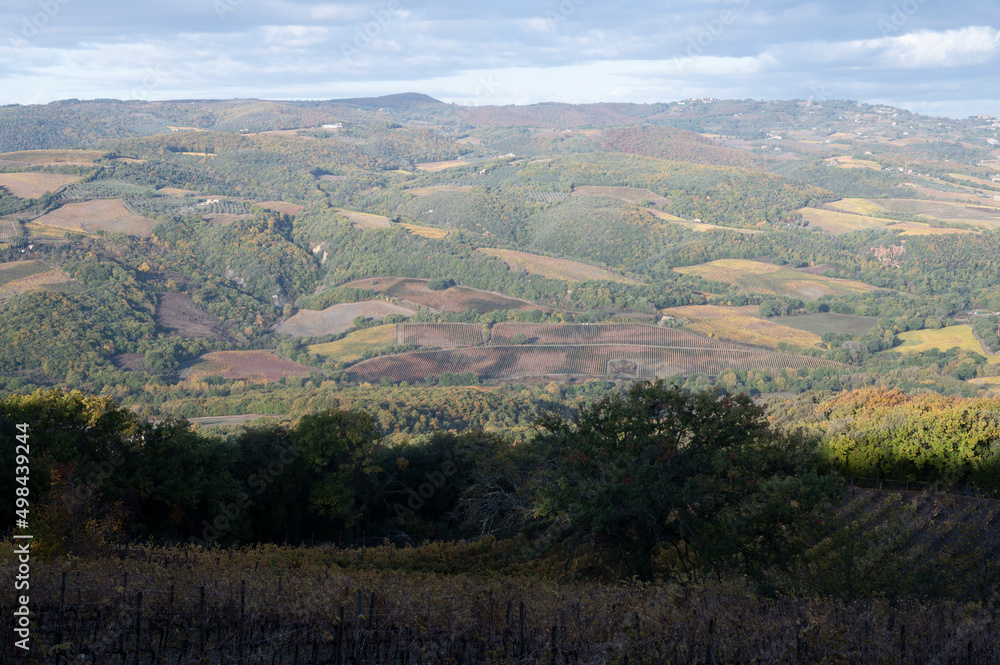 Obraz premium Morning walk on hills near Bagno Vignoni, Tuscany, Italy. Tuscan landscape with cypress trees, vineyards, forests and ploughed fields in autumn.