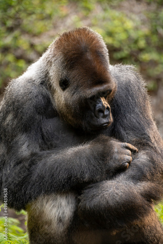 Gorilla herbivorous, great black ape inhabit tropical forests of equatorial Africa