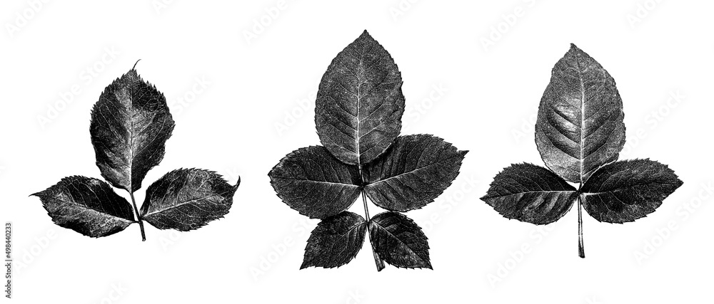 nature set of black grain leaves silhouettes on an isolated white background