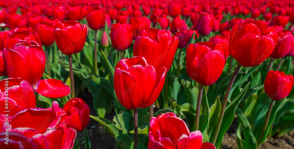 Colorful flowers in an agricultural field in sunlight below a blue sky in springtime, Almere, Flevoland, The Netherlands, April 11, 2022
Colorful flowers in an agricultural field in sunlight below a blue sky in springtime, Almere, Flevoland, The Netherlands, April 11, 2022
