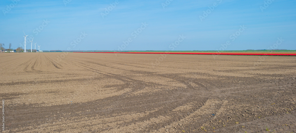 Colorful flowers in an agricultural field in sunlight below a blue sky in springtime, Almere, Flevoland, The Netherlands, April 11, 2022
