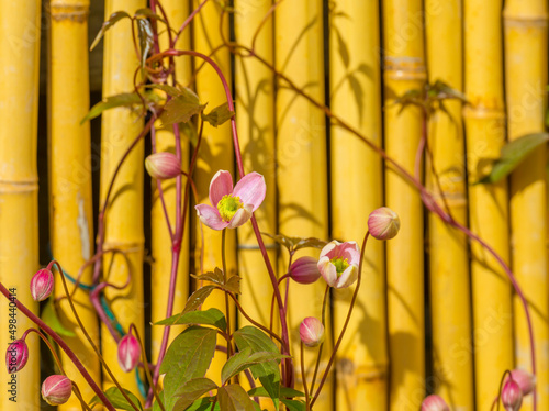 Climber with flowers creeping on the fence of a garden in bright sunlight in spring, Almere, Flevoland, The Netherlands, April 10, 2022
