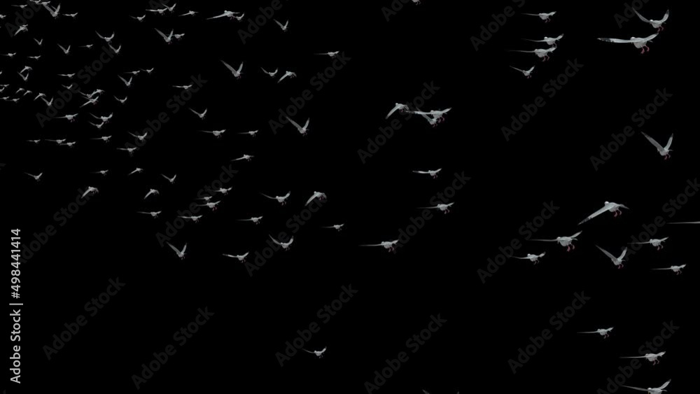 A Lot flock of birds flying in the sky Loop Background Animation ...