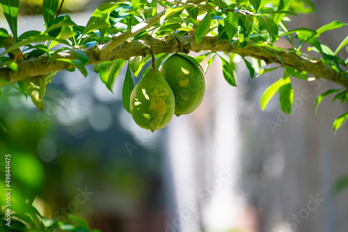 Green fruits hanging on Crescentia cujete or calabash tree in tropical garden photo