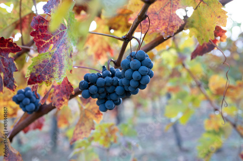 Autumn on vineyards near wine making town Montalcino  Tuscany  ripe blue sangiovese grapes hanging on plants after harvest  Italy