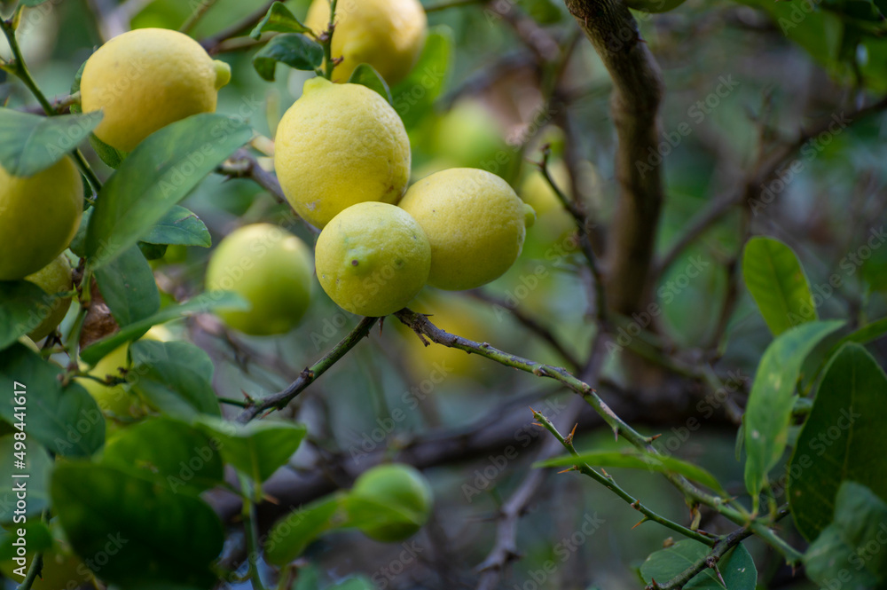 Ripe yellow lemons citrus fruits hanging on tree Ripe yellow lemons citrus fruits hanging on tree