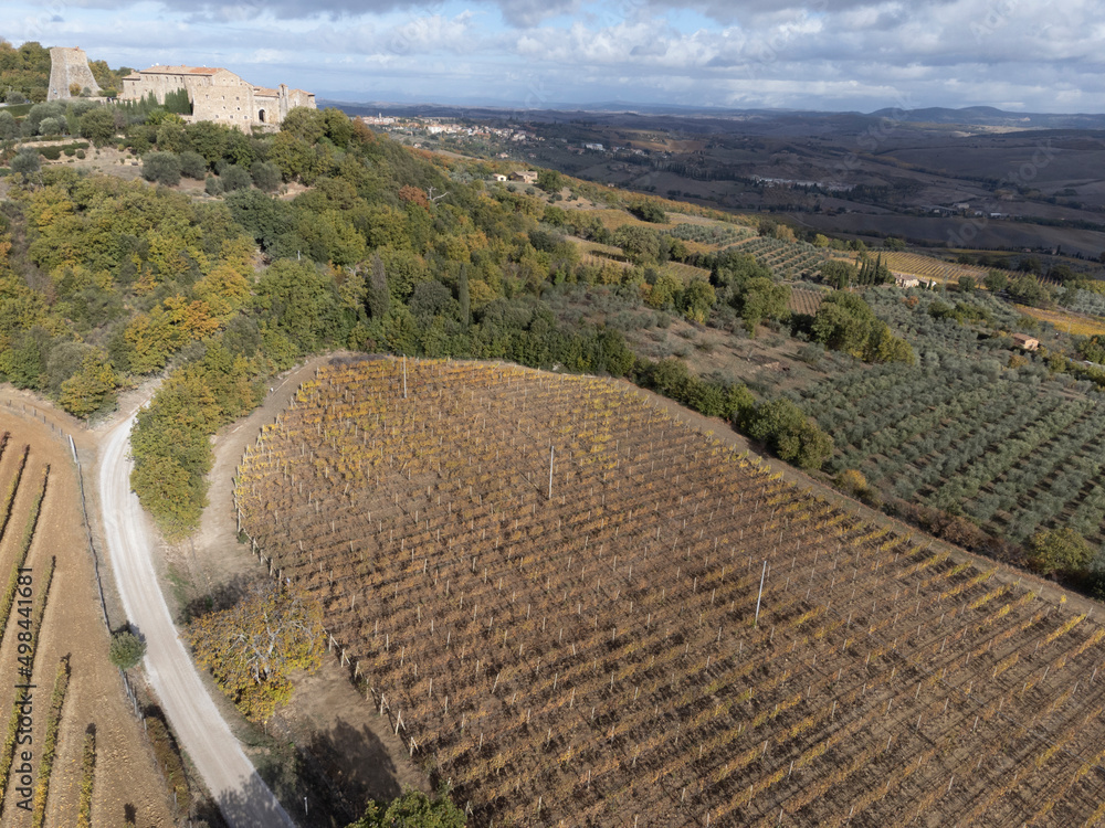Aerial view on hills autumn on vineyards near wine making town Montalcino, Tuscany, rows of grape plants after harvest, Italy