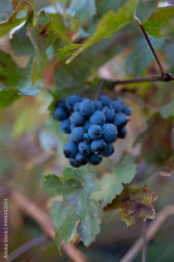 Autumn on vineyards near wine making town Montalcino, Tuscany, ripe blue sangiovese grapes hanging on plants after harvest, Italy