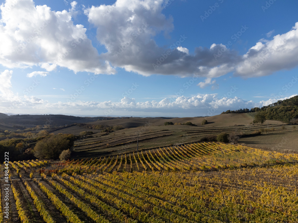 Aerial view on hills autumn on vineyards near town Montalcino, Tuscany, rows of grape plants after harvest, Italy