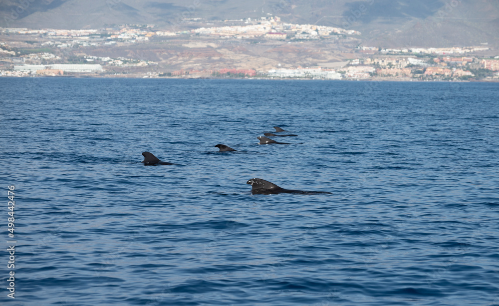 Fototapeta premium Whales watching from boat, spotted family of whales near coast of Tenerife, Canary islands, Spain