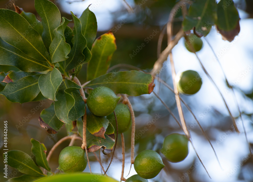 Hard green Australian macadamia nuts hanging on branches on big tree Hard green Australian macadamia nuts hanging on branches on big tree
