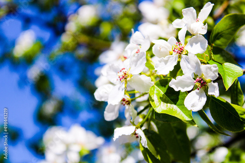 Wild pear tree blossom blooming in spring. Beautiful tender flower on sunny day.
