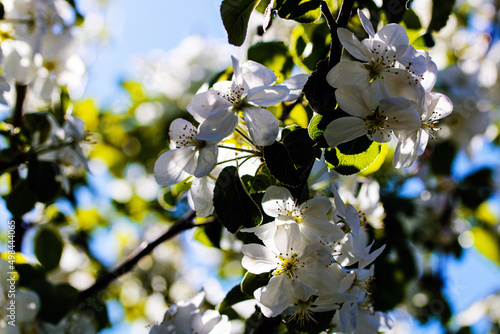 Wild pear tree blossom blooming in spring. Beautiful tender flower on sunny day.