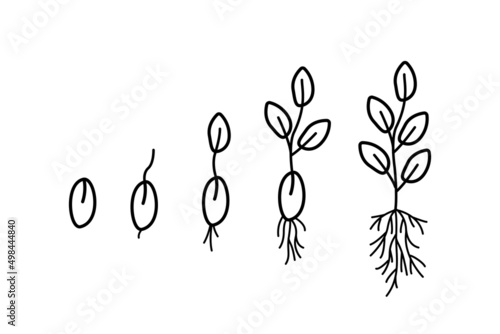 Stages of seed germination, vector illustration of gardening seedlings, doodle style.
