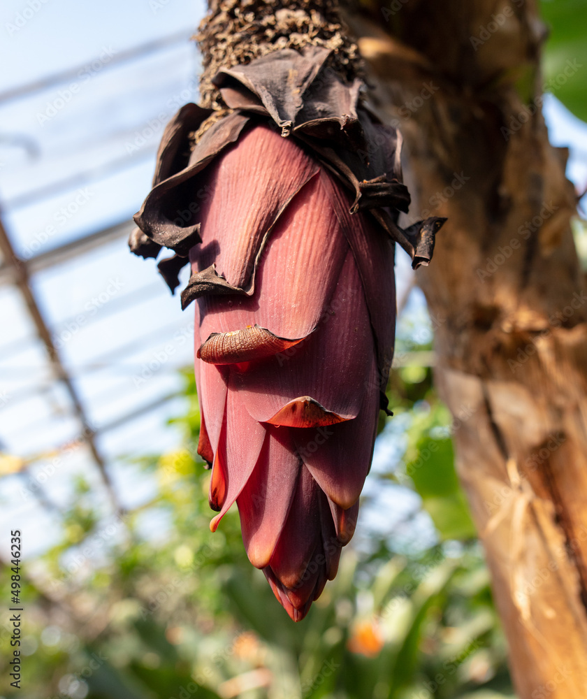 Big red flower on a banana in nature. Big red flower on a banana in nature.