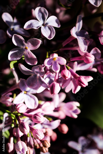Wild Common Lilac flowers also known as Syringa vulgaris tree blossom blooming in spring.