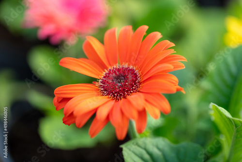 Orange flower in the garden.