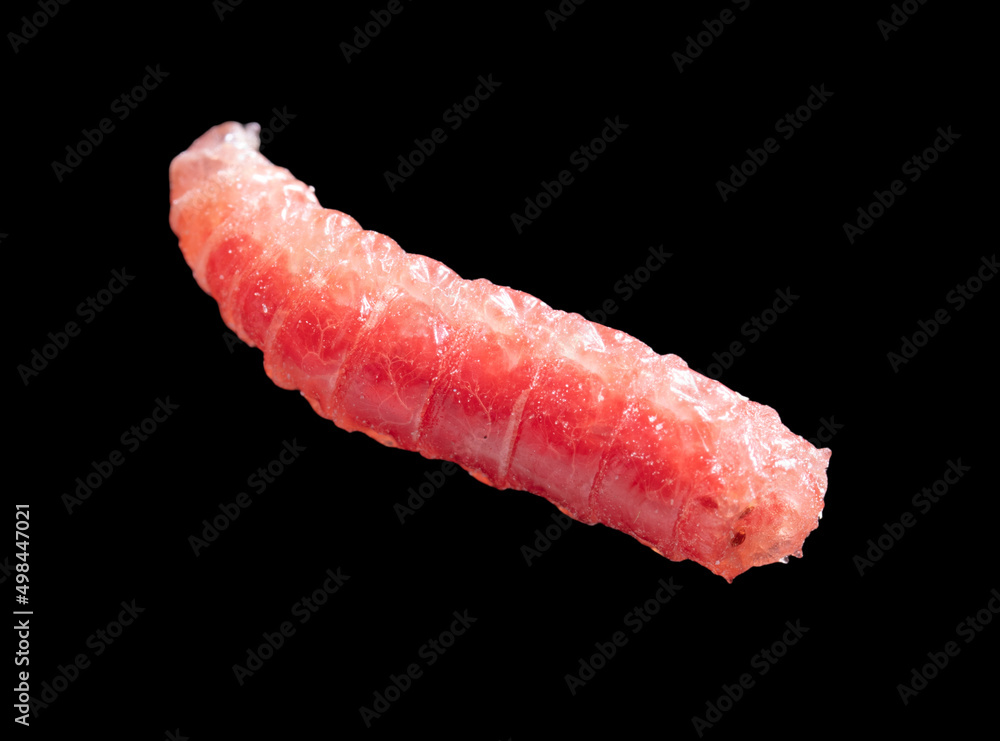 Red maggot worm isolated on black background. Red maggot worm isolated on black background.