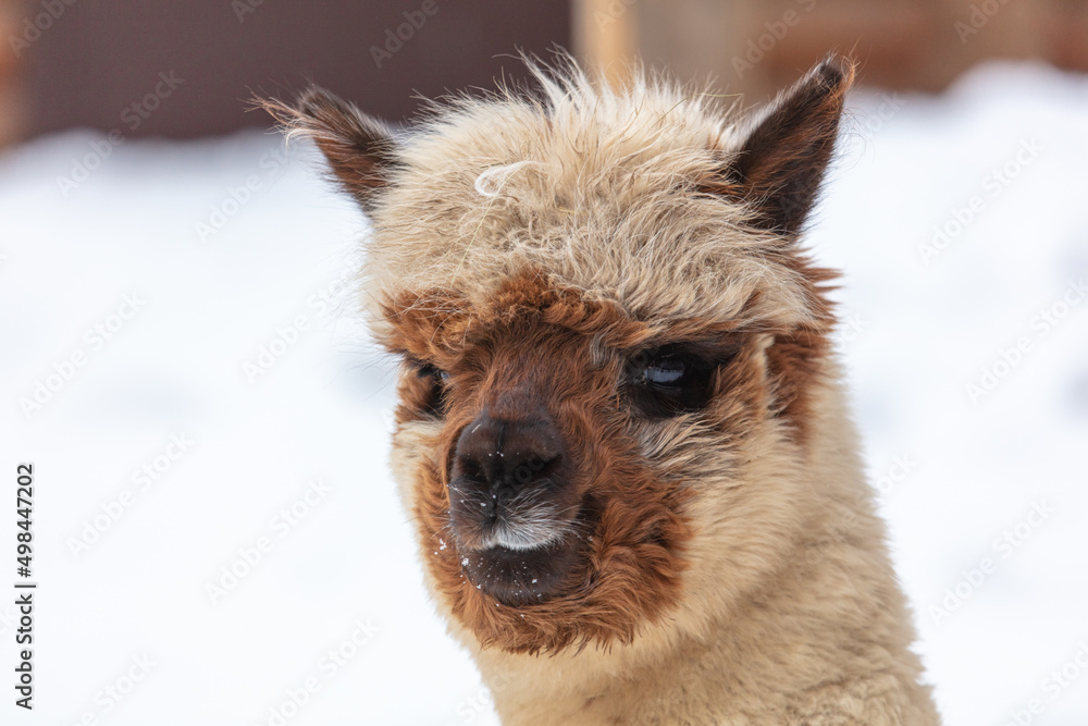 Lama portrait in winter outdoors. Lama portrait in winter outdoors.