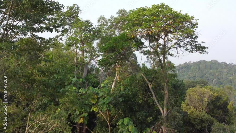Tropical rainforest in Malaysia. Aerial pan drone shot. Tropical rainforest in Malaysia. Aerial pan drone shot.