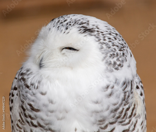 Portrait of a sleeping owl