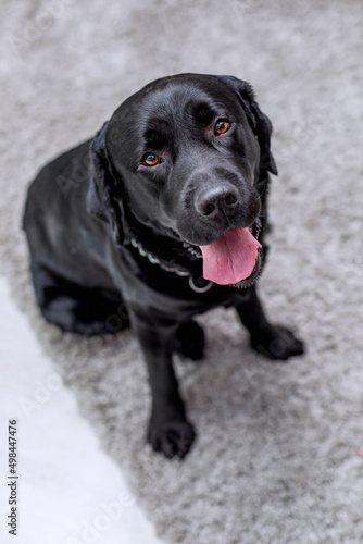 Beautiful large black Labrador Retriever dog. 