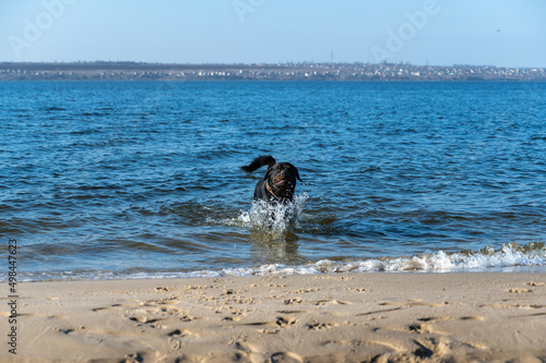 A large black dog emerges from the water onto the shore. A male Rottweiler frolicking in the water of the wide river. Sandy shore with footprints of people and animals.