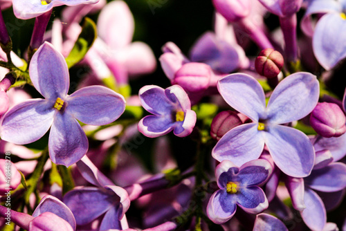 Wild Common Lilac flowers also known as Syringa vulgaris tree blossom blooming in spring.