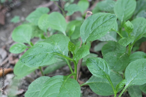 Green spinach growing on vegetable garden