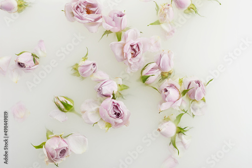 Milk bath with pink roses and petals. Top view