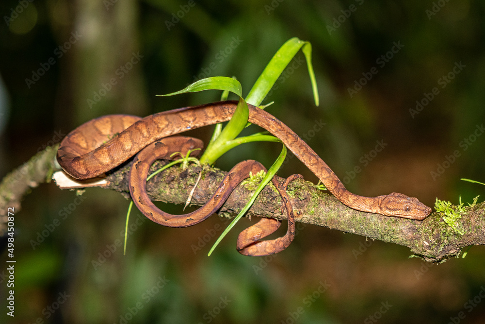 Naklejka premium The corn snake (Pantherophis guttatus or Elaphe guttata) is lying on the stone, dry grass and dry leaves round. Up to close. Red, brown and yellow color snake.
