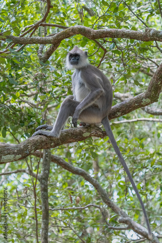 Eating langur. Closeup portrait of Tufted gray langur  Semnopithecus priam   also known as Madras gray langur  and Coromandel sacred langur