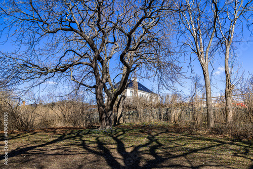 Photography tree in the park, Huk, Bygdøy, Oslo, Norway