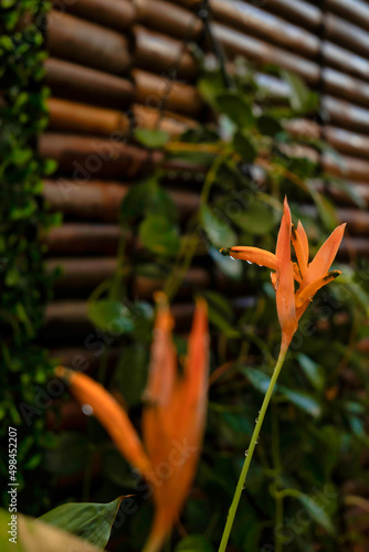 Heliconia Lobster Claws with bamboo background and greenery photo